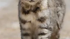 Анда котка - южноамерикански омрежен хищник