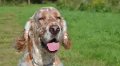 Английски сеттер