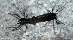 Антарктически комар-звънец