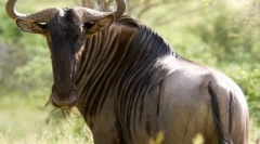 Wildebeest
