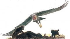 Аржентавис