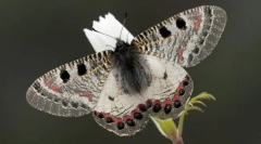 Архон аполин