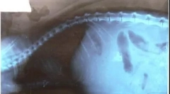 Асцит в котки: какъв е проблемът с