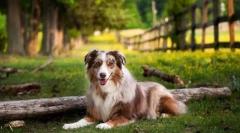 Австралийска овчарка