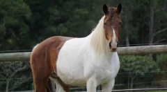 Австралийски коне