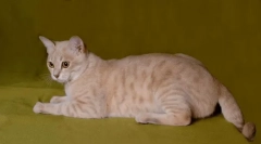 Австралийска мъгла: мъглива котка