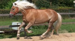 Австрийски коне