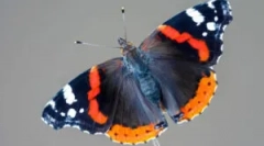 Адмирал пеперуда: описание и начин на живот