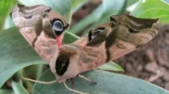 Butterfly brahnik: описание и видове