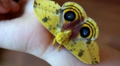 Butterfly io