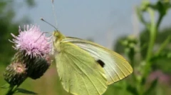 Пеперуда - зеле и гъсеници на зеле