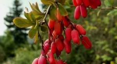 Барбарис обикновен