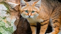 Разклонена котка