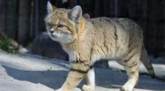 Разклонена котка: породи функции