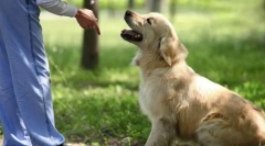 Основни екипи