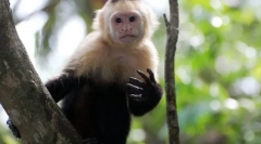 Бял капучин