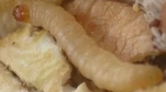 Белите червеи в кухнята у дома