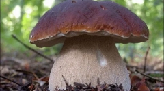 Porcini