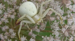 Бял каракурт