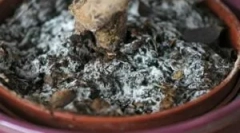 Бял цъфтят на земята в саксии за цветя и какво да правим с него