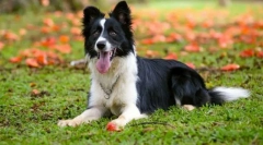 Bearded collie