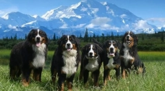 Bernese zennenhund (снимка): куче, което се усмихва