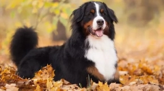 Бернски zennenhund