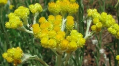 Immortelle