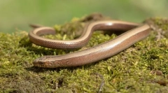 Русен гущер