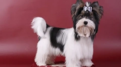 Бобър йорк (снимка): съживена плюшена играчка на ръцете си