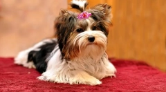 Бобър йоркшир