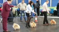 Бизнес проект: pomeranian pitties детска стая
