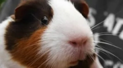 Бълхи в морското свинче: диагностика и лечение