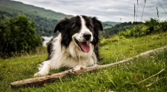 Граница коли