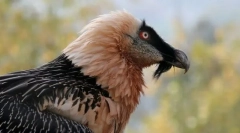 Бородак-агне