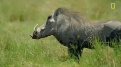 Warthog - дива свиня с огромни зъби