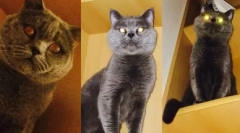 Британска котка лилав цвят