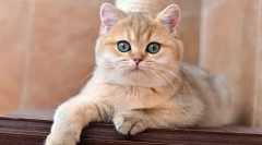 Британска златна чинчила