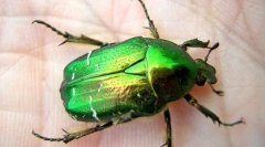 Бронз на гладко