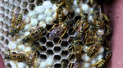 Хартиени екстри