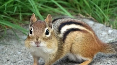 Бурунюк - описание, характеристики на изгледа, начин на живот