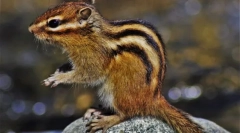 Chipmunk