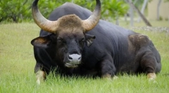 Бикове-гиганти