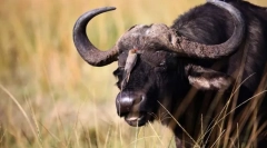 Bulls и buffales eurasia