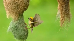 Има ли произход сред птиците