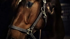 Са зли коне?