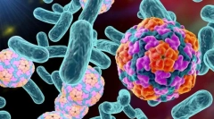 Какви бактерии се различават от вирусите?