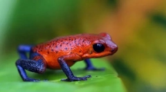 Какво е опасно от дървото?