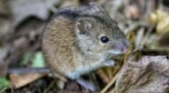 Отколкото опасно за мишката на човека?