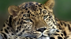 Каква е разликата между появата на двупосочните симетрични животни от животни с радиална симетрия на тялото?